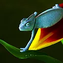 A chameleon walking on a leaf
